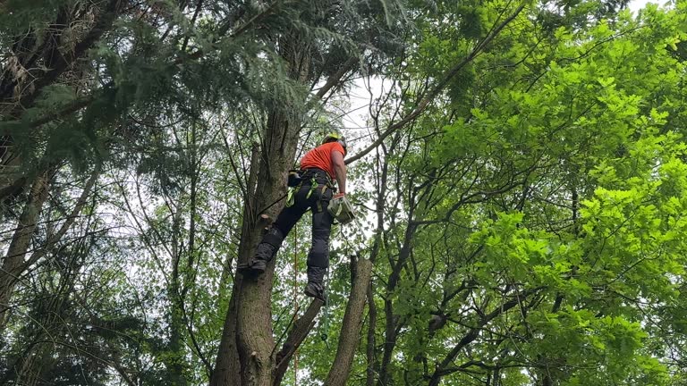 How Our Tree Care Process Works  in Cypress Lake, FL